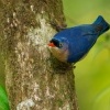 Brhlik cervenozoby - Sitta frontalis - Velvet-fronted Nuthatch o6534